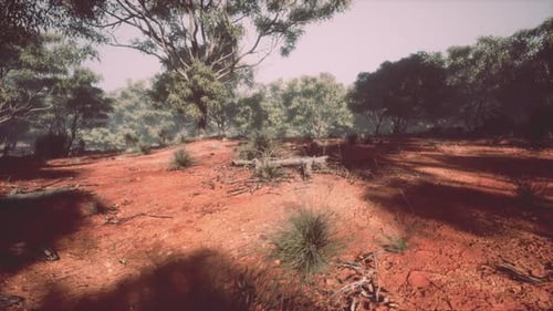Australian Outback with Trees and Yellow Sand