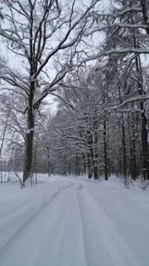 Smooth Flight Over Snowy Road in a Cold Winter Forest