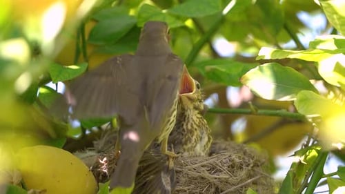 Mother Bird Feeding Baby Birds in Nest