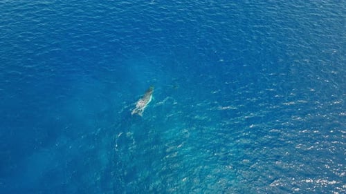 Whales Swimming in the Deep Blue Ocean Waters