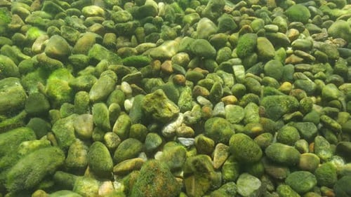 Large pebbles are covered with thin greenish-brown coating (shoots of green algae of Gutweed Ulva)