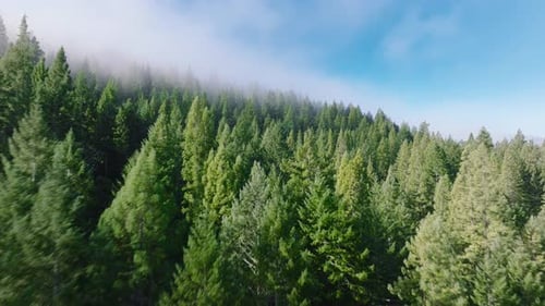 Tree Tops Rising in Morning Mist Redwood National and State Parks California