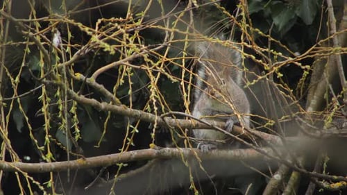 Grey Squirrel Sat On Tree Branch Then Climbs Away Windy Daytime Close Up UK England Hertfordshire Bo