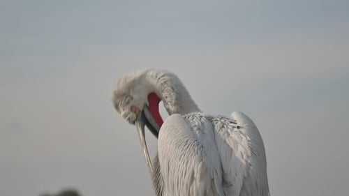 Pelican Cleans Its Feathers With Its Beak