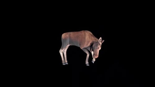 Moose Cow Idle 2