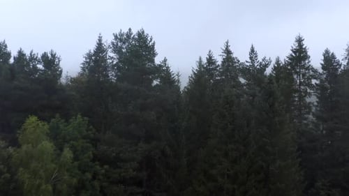 Drone flies low, close to treetops shrouded in mist revealing densely fog-covered, mysterious forest