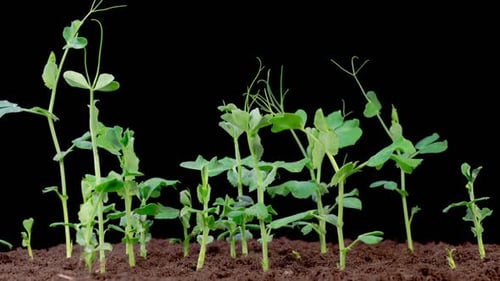 Pea Plants Growing in Soil on Black Background