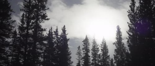 Sunlight shining upon the pine forest in winter