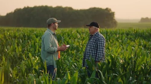 Senior Farmer And Businessman Talking About Future Harvest Standing In Green Field In Summer