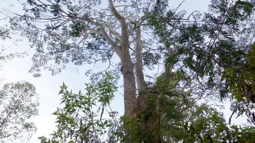 Low Angle View Looking Up at Tall Tree Trunk and Diverse Forest Canopy