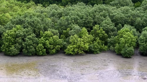 Mangrove Forest Canopy and Exposed Mudflats from Above