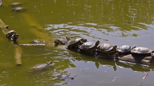 Wasserschildkröten ruhen auf einem Ast in einem Sumpfsee