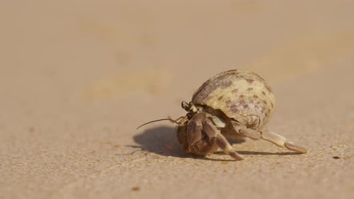 Hermit Crab Crawling Hastily Near The Coast Of A Beach
