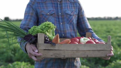 A farmer in an agricultural field carries a box of organic vegetables.
