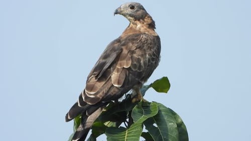Eagle in tree UHD MP4 4k ..