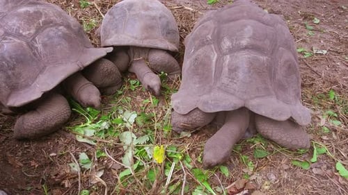Galapagos Giant Tortoises Eating Green Plants in the Wild