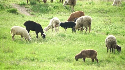 Flock of Sheep Grazing in a Verdant Green Summer Field Few Black Brown and White Sheep are Eating
