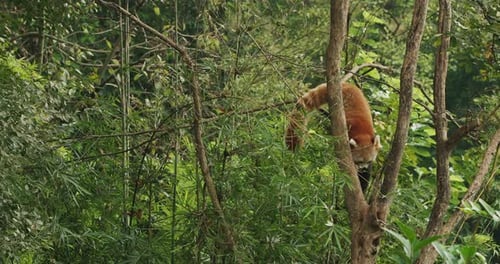 Red Panda Climbing Tree in Dense Forest