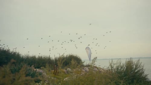 Aufnahmen eines Vogelschwarms, der in der Nähe des Ozeans vorbeifliegt.