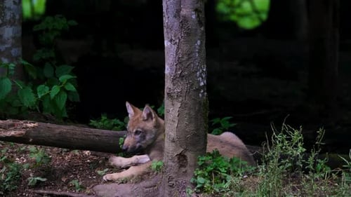Wolf Pup Resting on Forest Floor