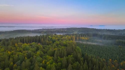 cinematic flight in the morning in a forest