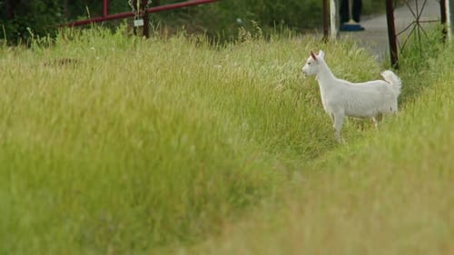 Dans le décor de l'été alpin, le bouquetin, une chèvre de montagne sauvage, se promène librement dans la nature