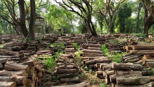 Nature footage of forest with tree trunks