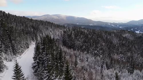 Aerial Shot Snowy Road in a Spruce Forest Carpathian Forest
