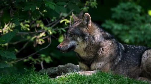 Close-Up of Iberian Wolf Resting in Forest