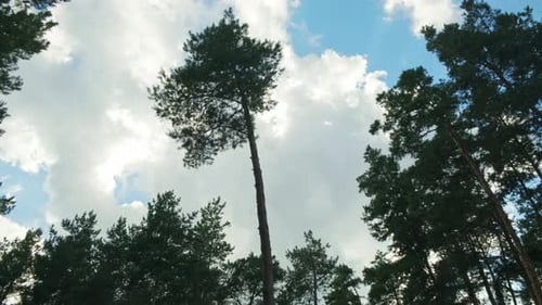 Time lapse of fast running white clouds on a blue sky in a pine forest. Nature timelapse