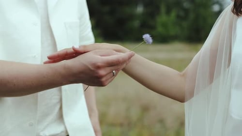Closeup Touching Hands of Couple in Love in the Field Female Gently Touch Tender Flower in Arm of