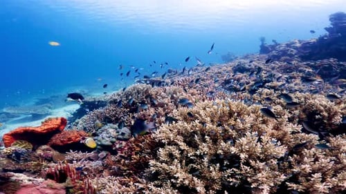 Beautiful Underwater Colorful Tropical Reef with Sea Fish