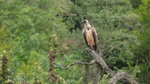 White backed Vulture in Greater Kruger National park, South Africa