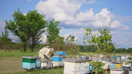Beekeeper in special uniform working at rural bee farm.