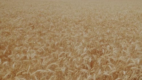Wheat Field.