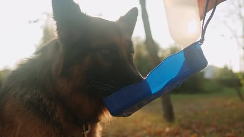 German Shepherd Dog is Drinking From Special Drinker for Dogs in the Autumn Park Back View Purebred