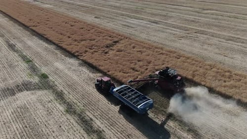 Aerial footage of the harvesting process, combine harvester and a truck, 4k