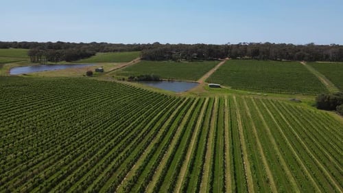 Aerial flyover beautiful vineyard grape field and natural lake during sunny day in a Margaret river