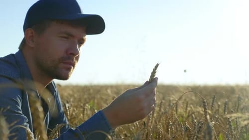 Farmer Businessman Inspects Wheat Field and Examines an Ear of Wheat at Sunrise