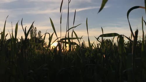 Landwirtschaft Landwirtschaft Lebensmittelindustrie
