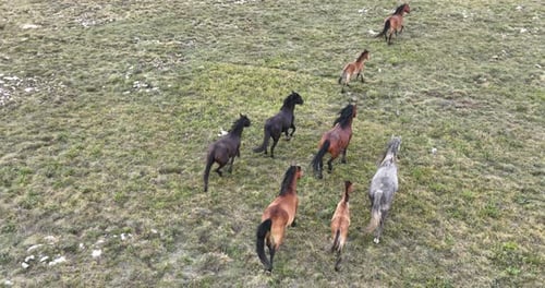 Herd of Wild Horses Running in Grassy Meadow