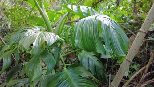 A close-up of some beautiful leaves. The camera zooms in on their intricate details and delicate tex