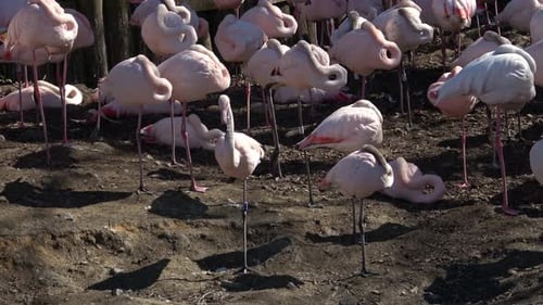 A large flock of Rosy Flamingo, Phoenicopterus ruber roseus