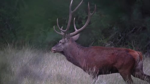 Majestic Deer Running Through Grassy Forest Meadow