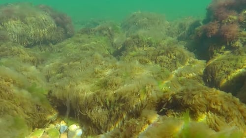 large colony of filamentous green algae Spirogyra and other seaweeds covering coastal stones