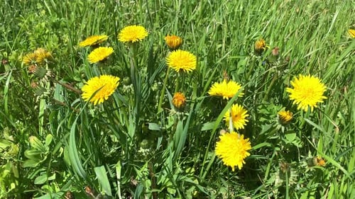 Dandelions Blooming Brightly in Spring Meadow