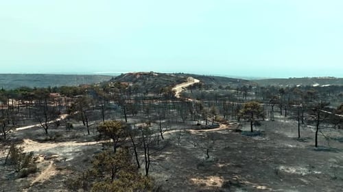 Flying Over Burning Forest with Smoke and Flames Destroying Trees