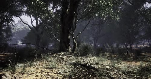 Sunlight Filters Through Dense Foliage in a Tranquil Woodland Setting