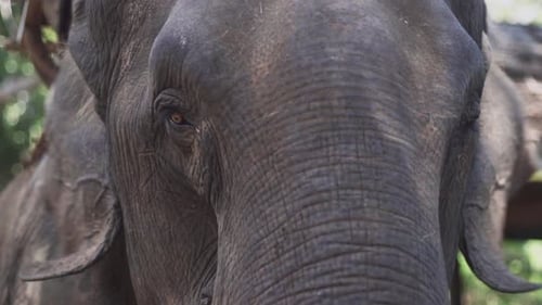 Detailed Close-Up of Majestic Elephant Face