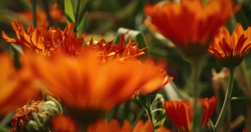 Vibrant Orange Flower Field Bursting